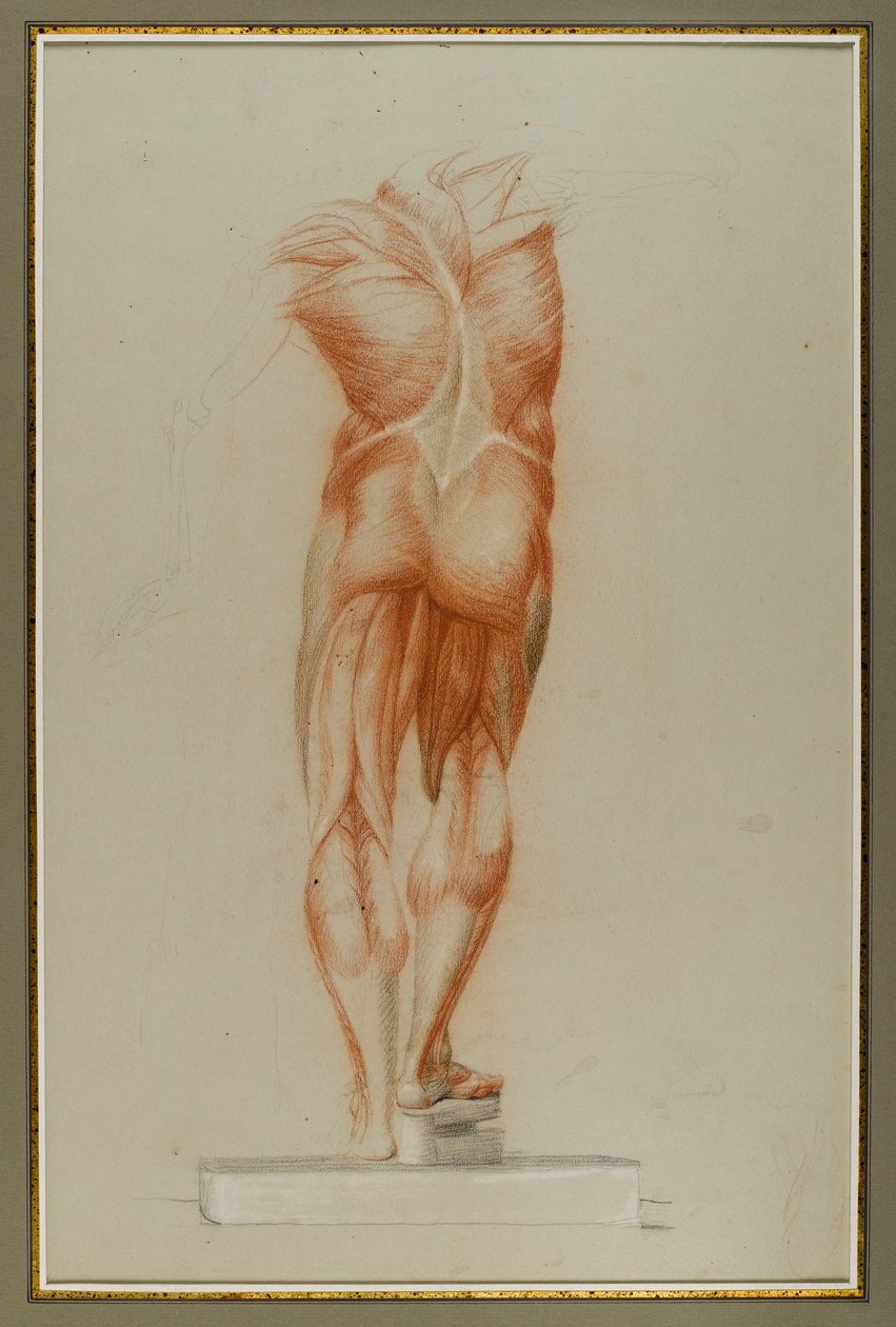 Écorché (Studio della muscolatura), c.1848 da Daniel Huntington