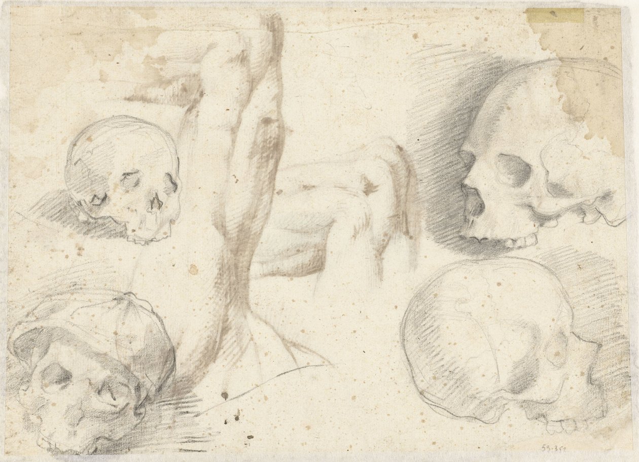 Quattro studi di un cranio da Daniele da Volterra