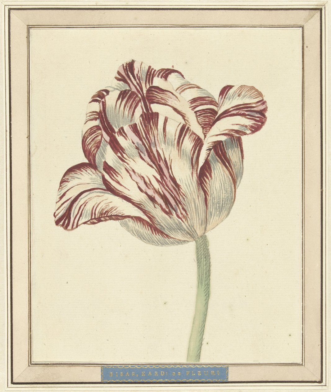 Tulipano, con il nome Bisar, Cardinale de Fleuri da Daniël Marot (II)