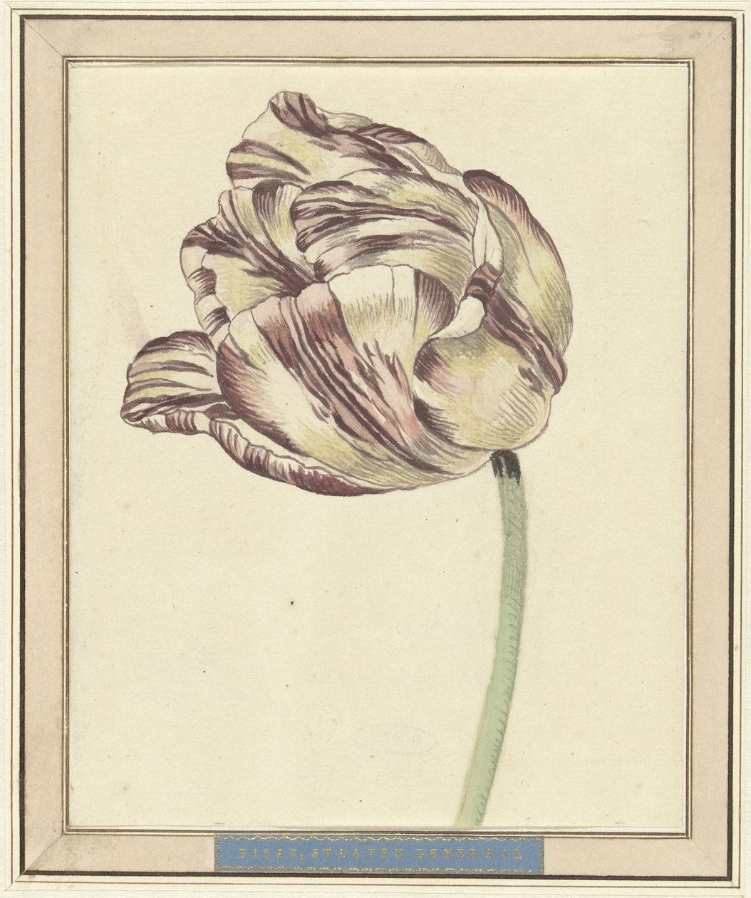 Tulipano, con il nome Bisar, Stati Generali da Daniël Marot (II)