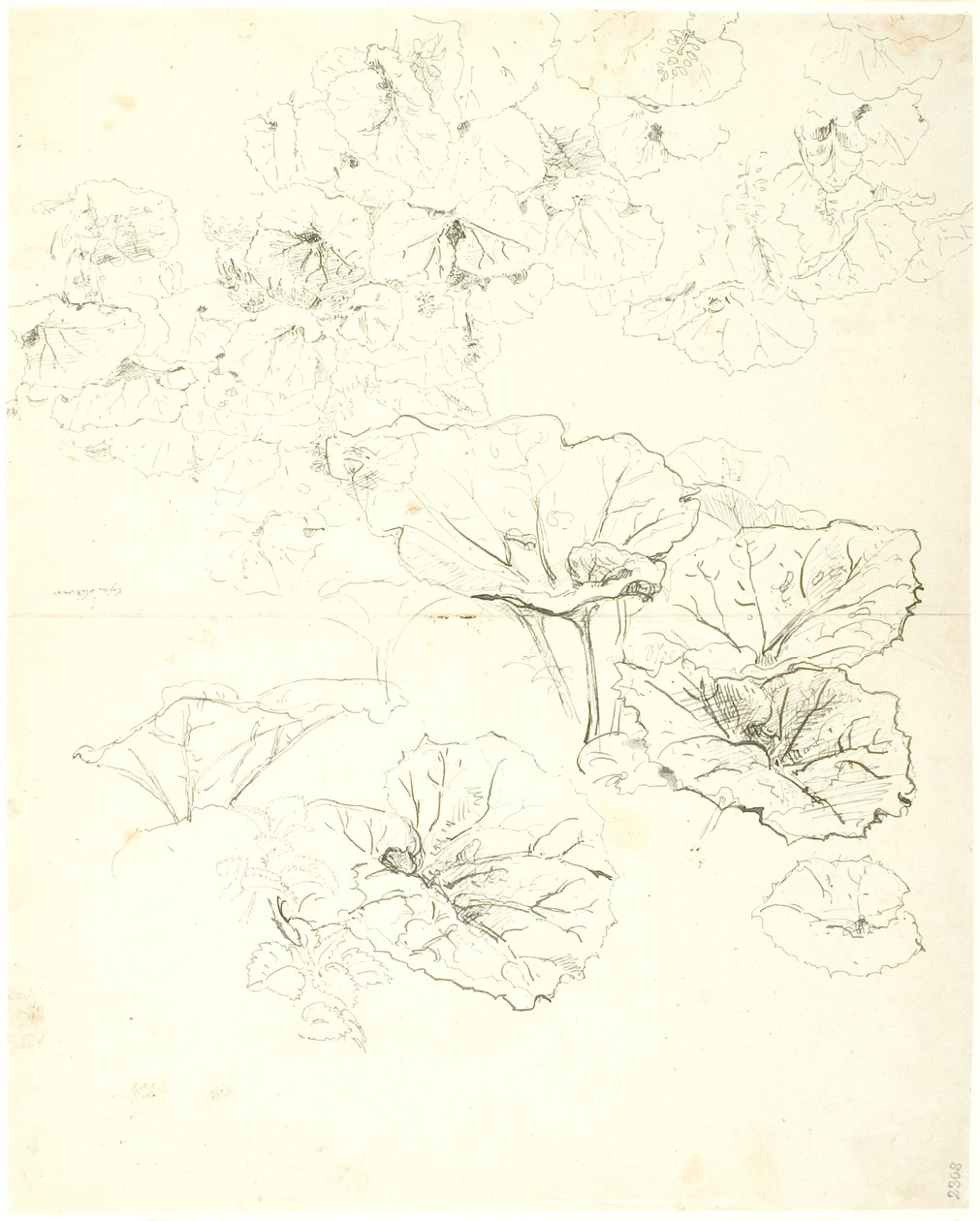 Studi di Foglie da Dankvart Dreyer