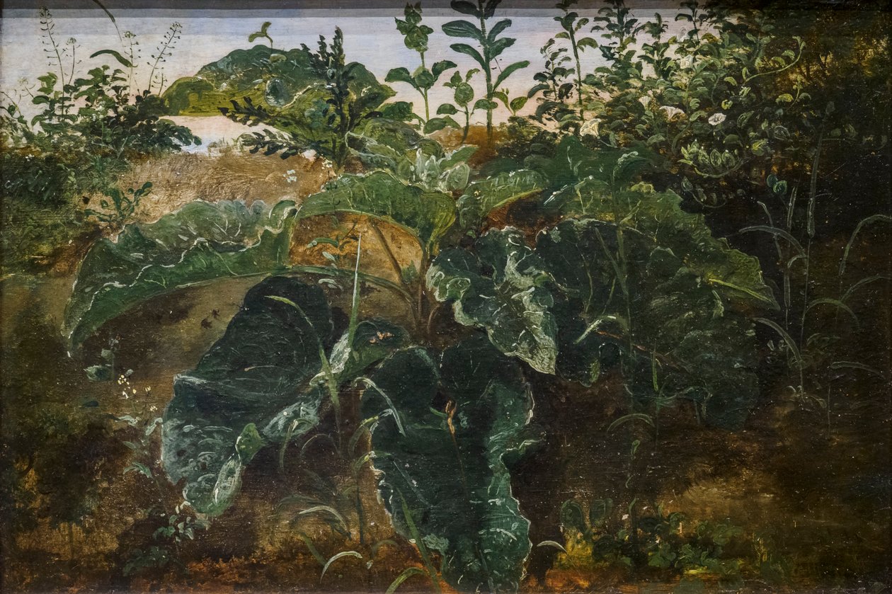 Studio del primo piano con le foglie di dado da Dankvart Dreyer