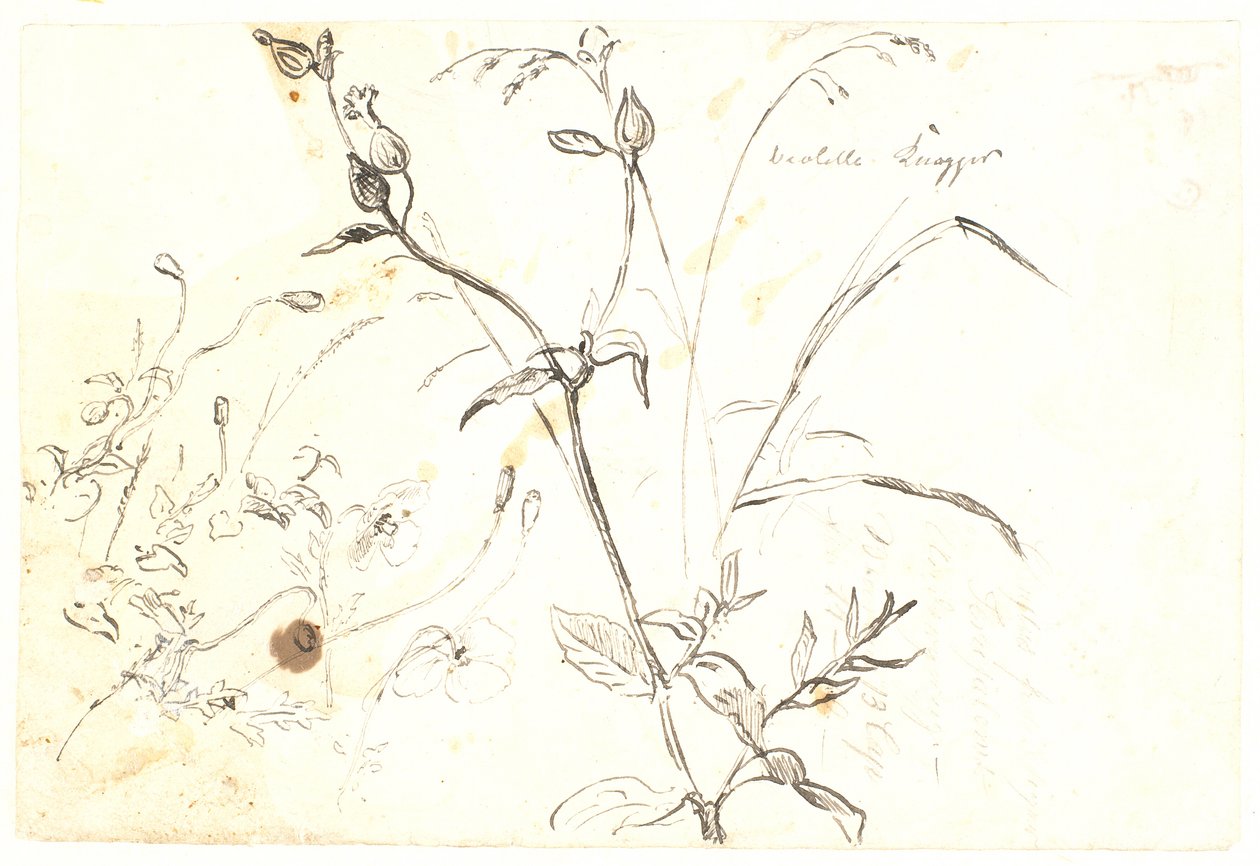 Studi di piante da Dankvart Dreyer