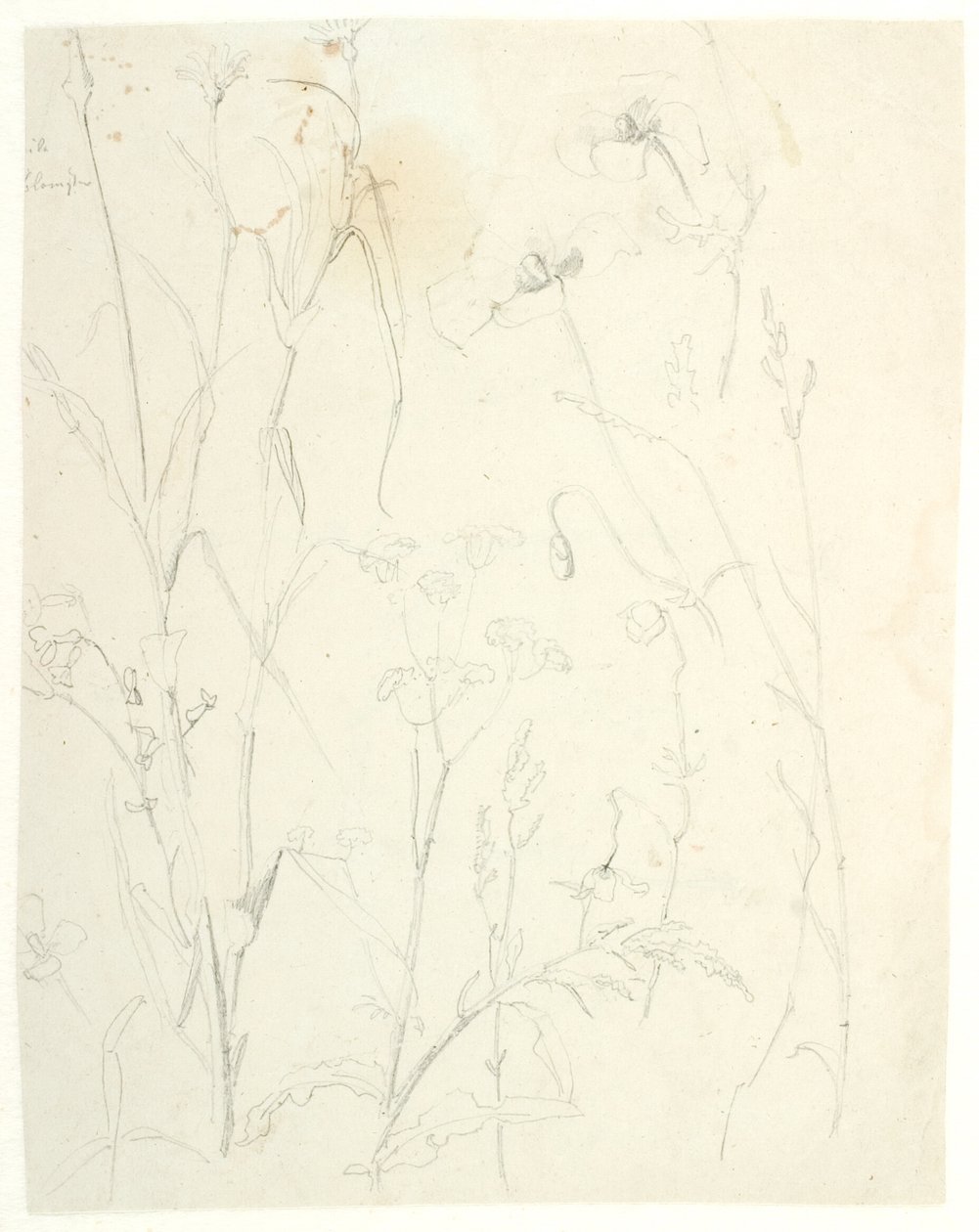 Studi di piante da Dankvart Dreyer