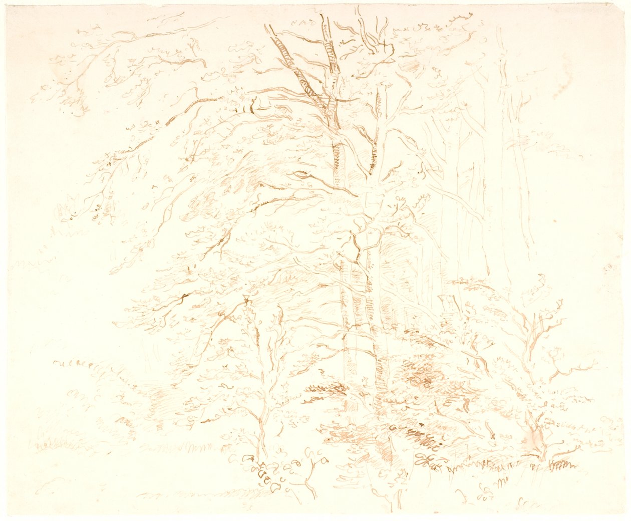 Studi di alberi da Dankvart Dreyer