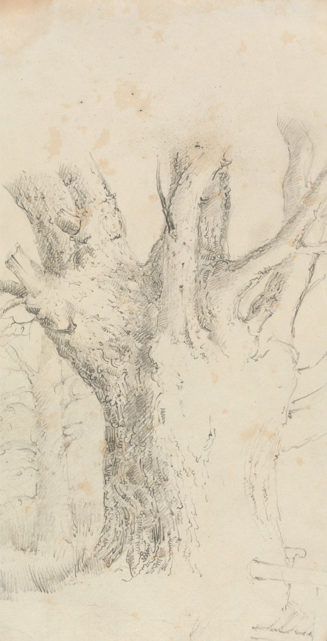 Albero da David Charles Read
