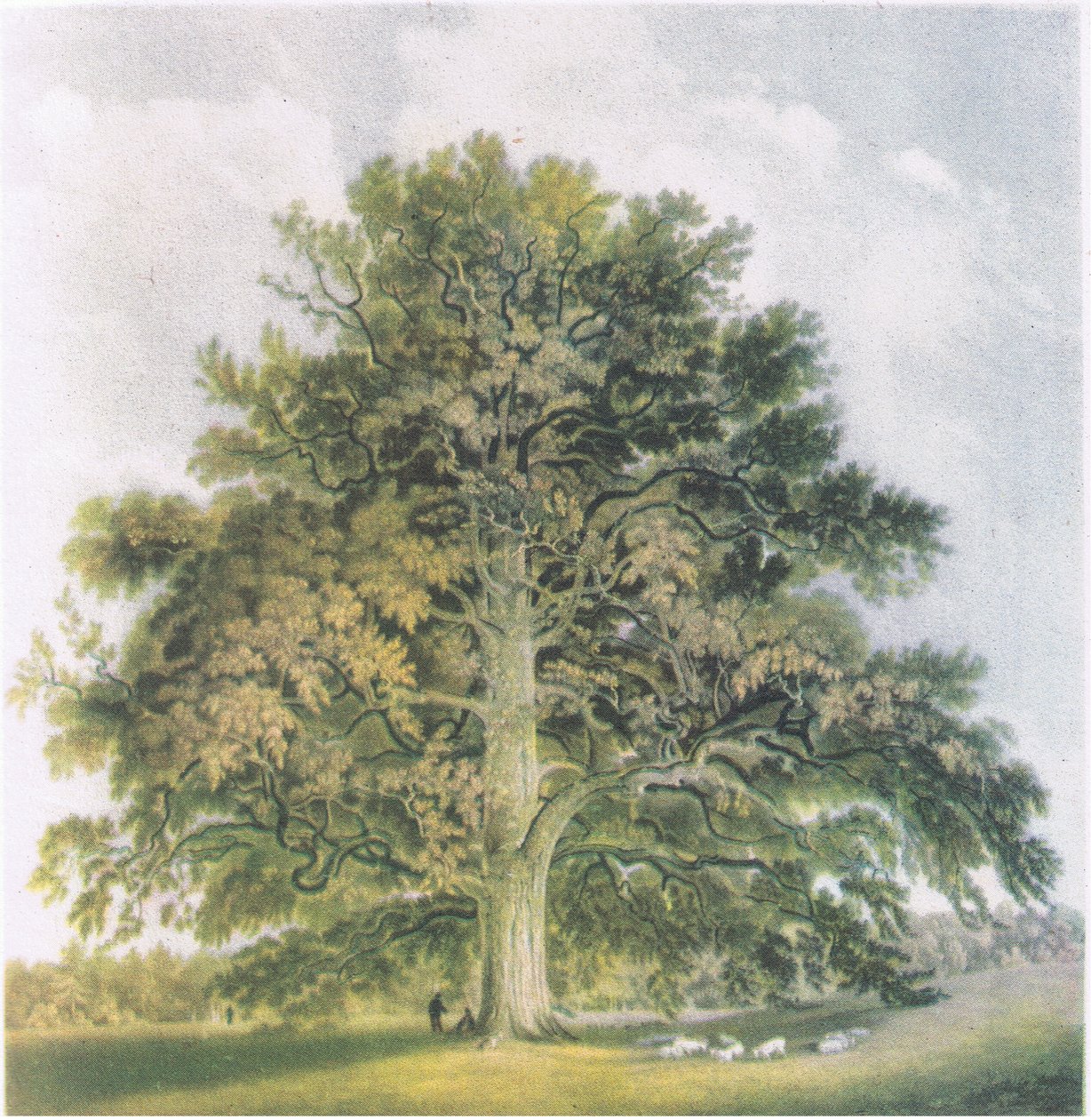 Salici Pollard, Natura in Gran Bretagna pubblicata da Collins, 1946 da David Cox