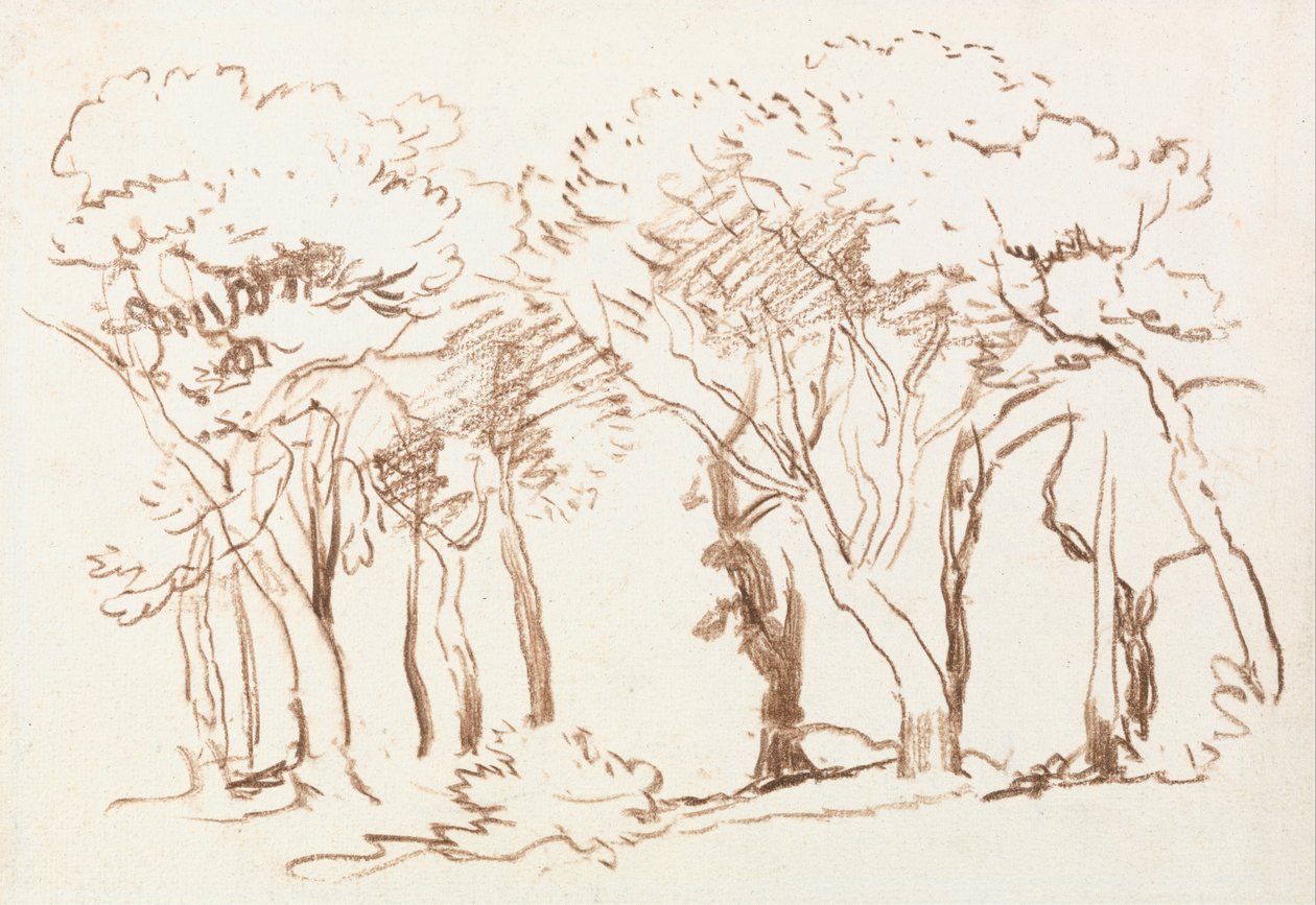 Studio degli alberi da David Cox
