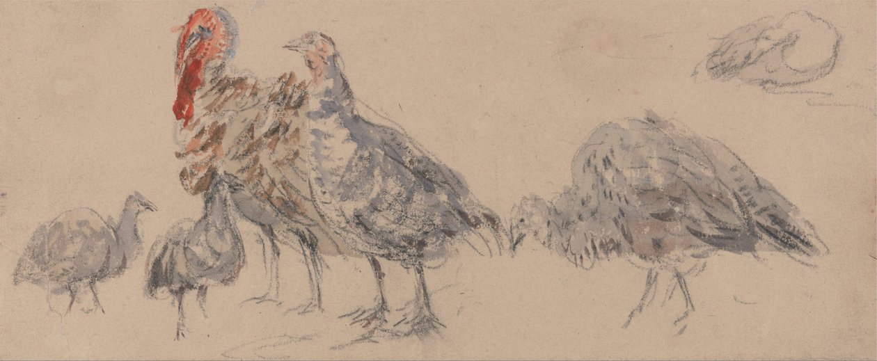 Studio dei tacchini da David Cox