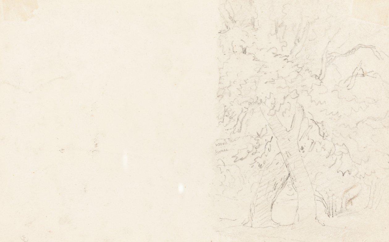 Alberi da David Cox