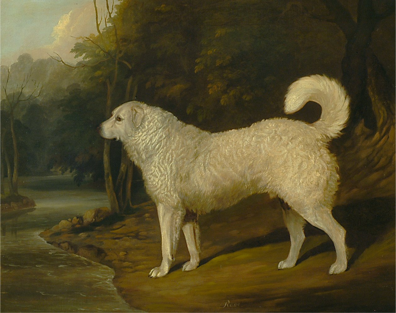 Ritratto di un cane, Ross da David Dalby of York