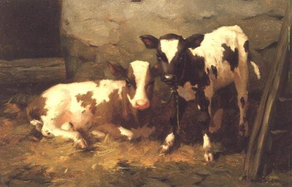 Vitelli in un fienile da David Gauld
