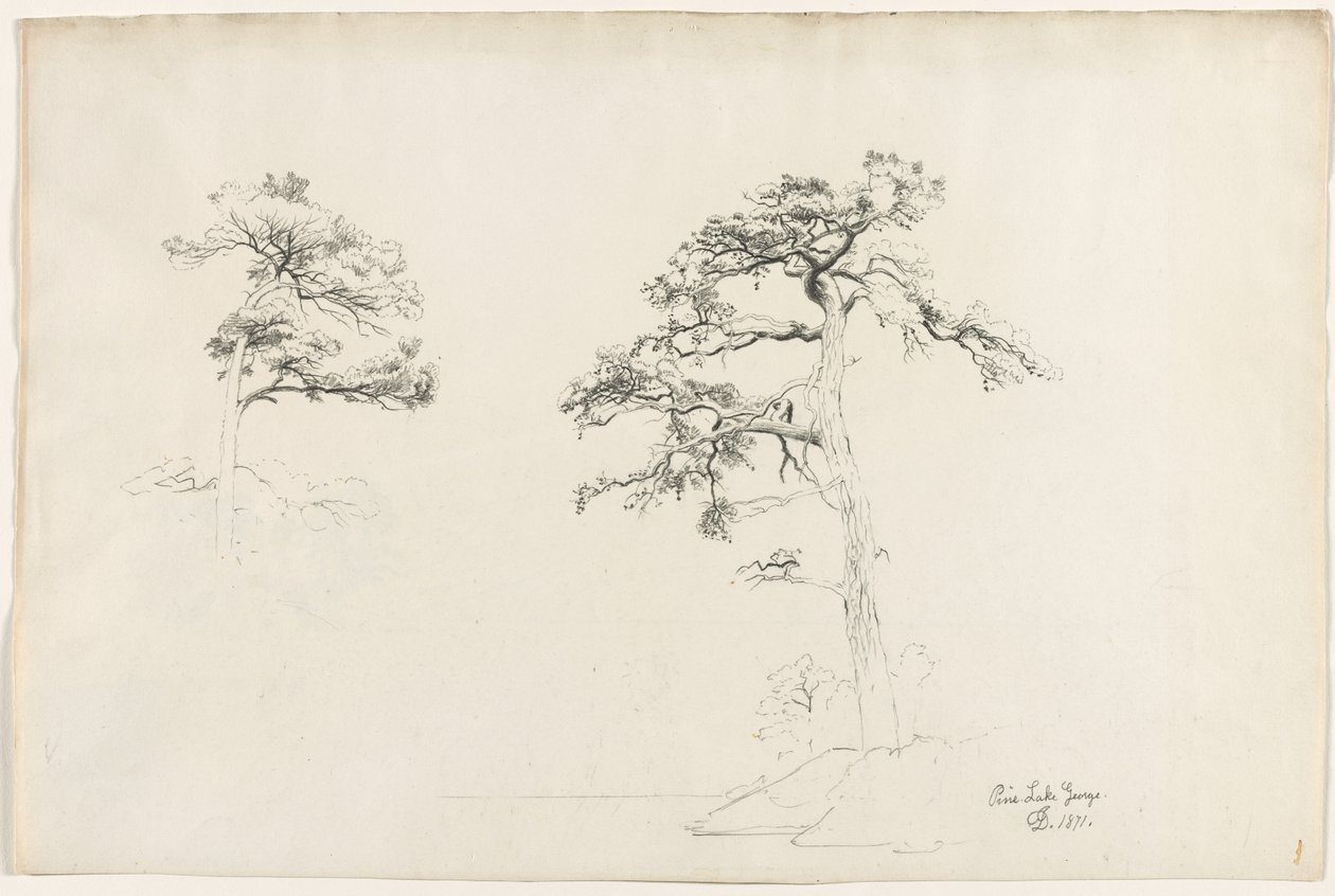 Pino, Lago George, 1871 da David Johnson