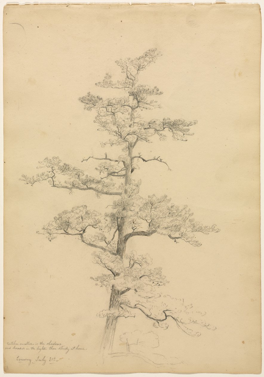 Pino, Conway, New Hampshire (recto), Studi di paesaggio e alberi (verso) da David Johnson
