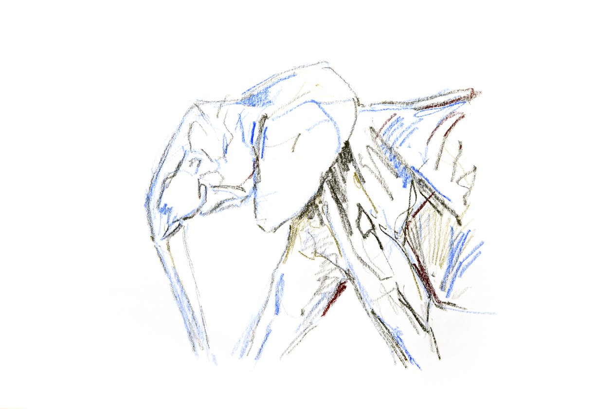 Elefante Africano, 2021 da David Mayer