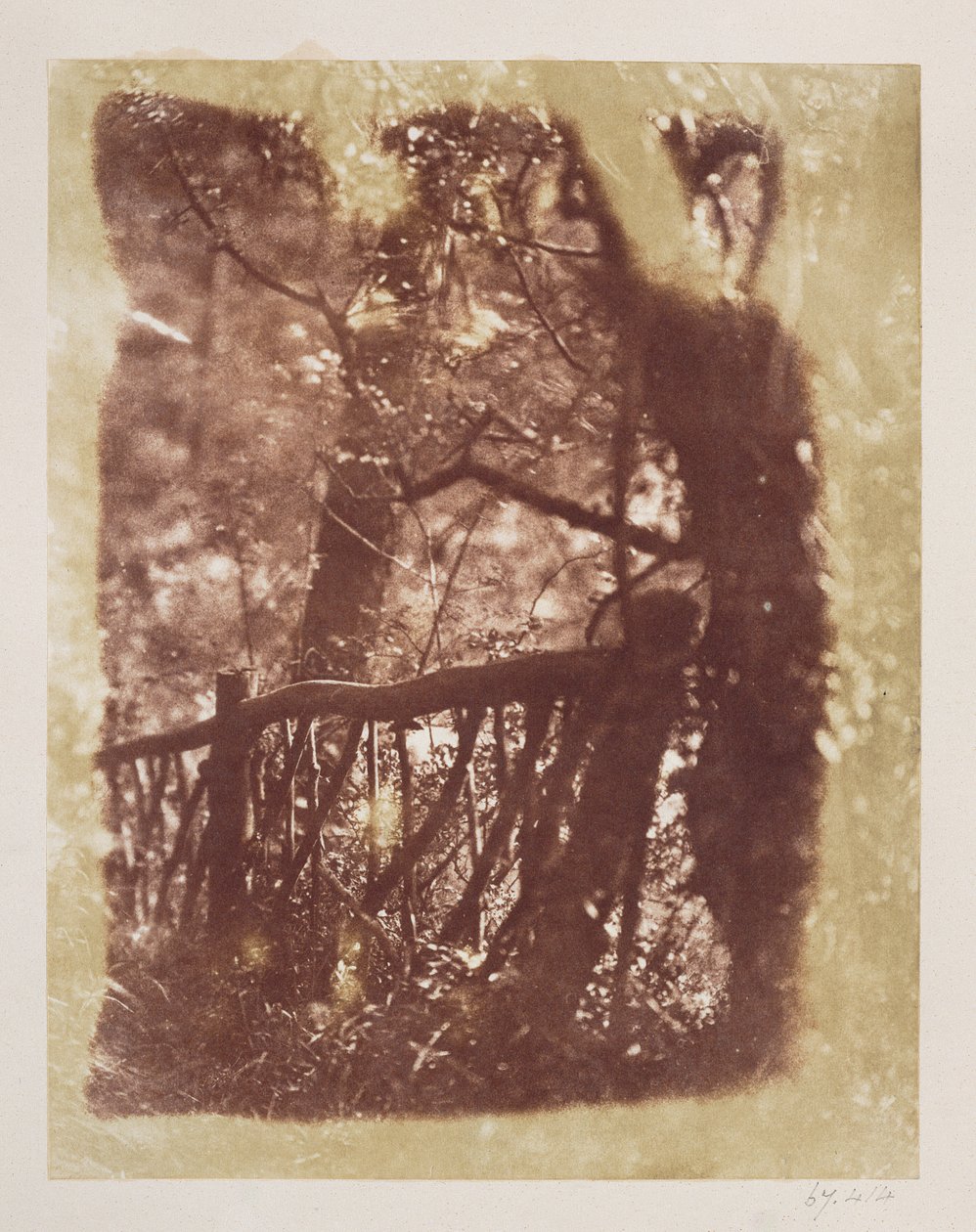 Recinto e alberi nel bosco di Colinton (stampa su carta salata da negativo calotipo) da David Octavius Hill