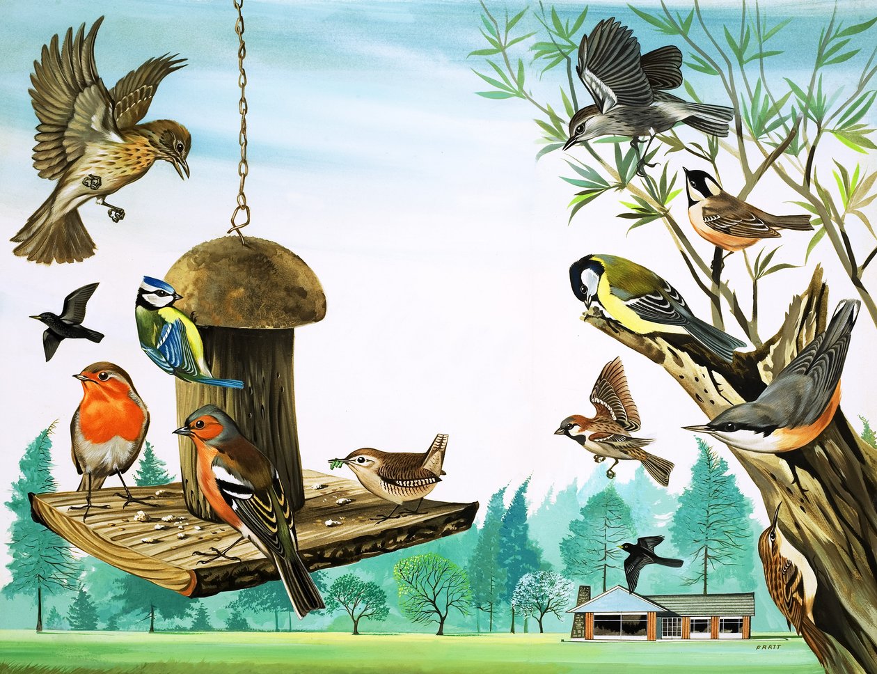 Uccelli di ogni tipo intorno al tavolo del giardino, illustrazione da "C