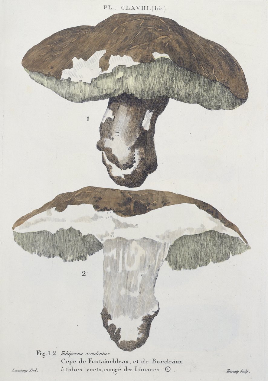 Tubiporus esculentus, tavola 168 da 