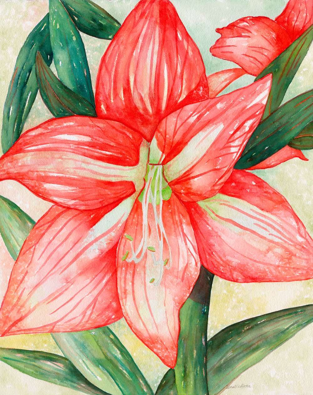 Amaryllis, 2005 (acquerello) da Deborah Eve Alastra