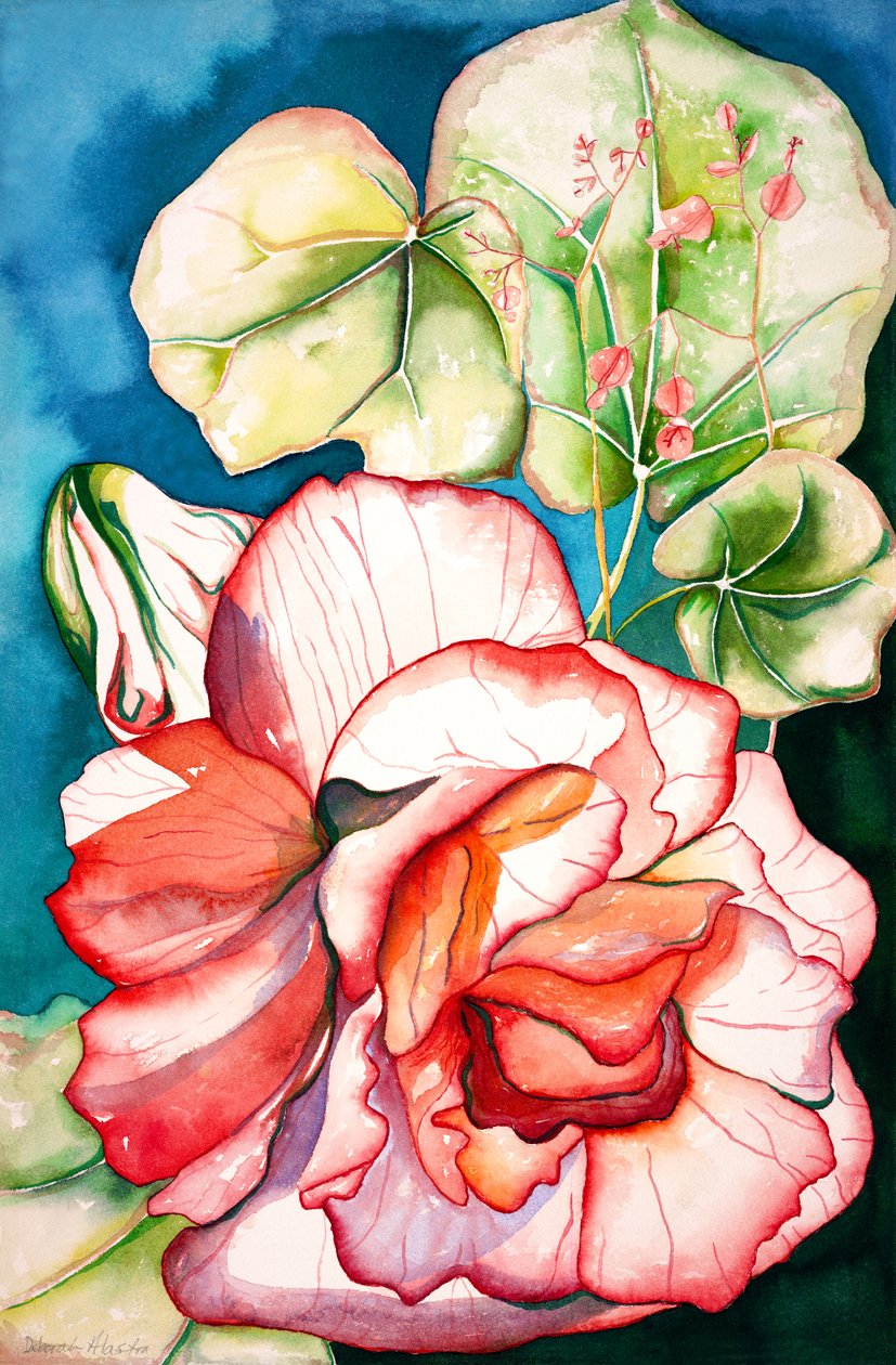 Begonia; 2006 (watercolor) da Deborah Eve Alastra