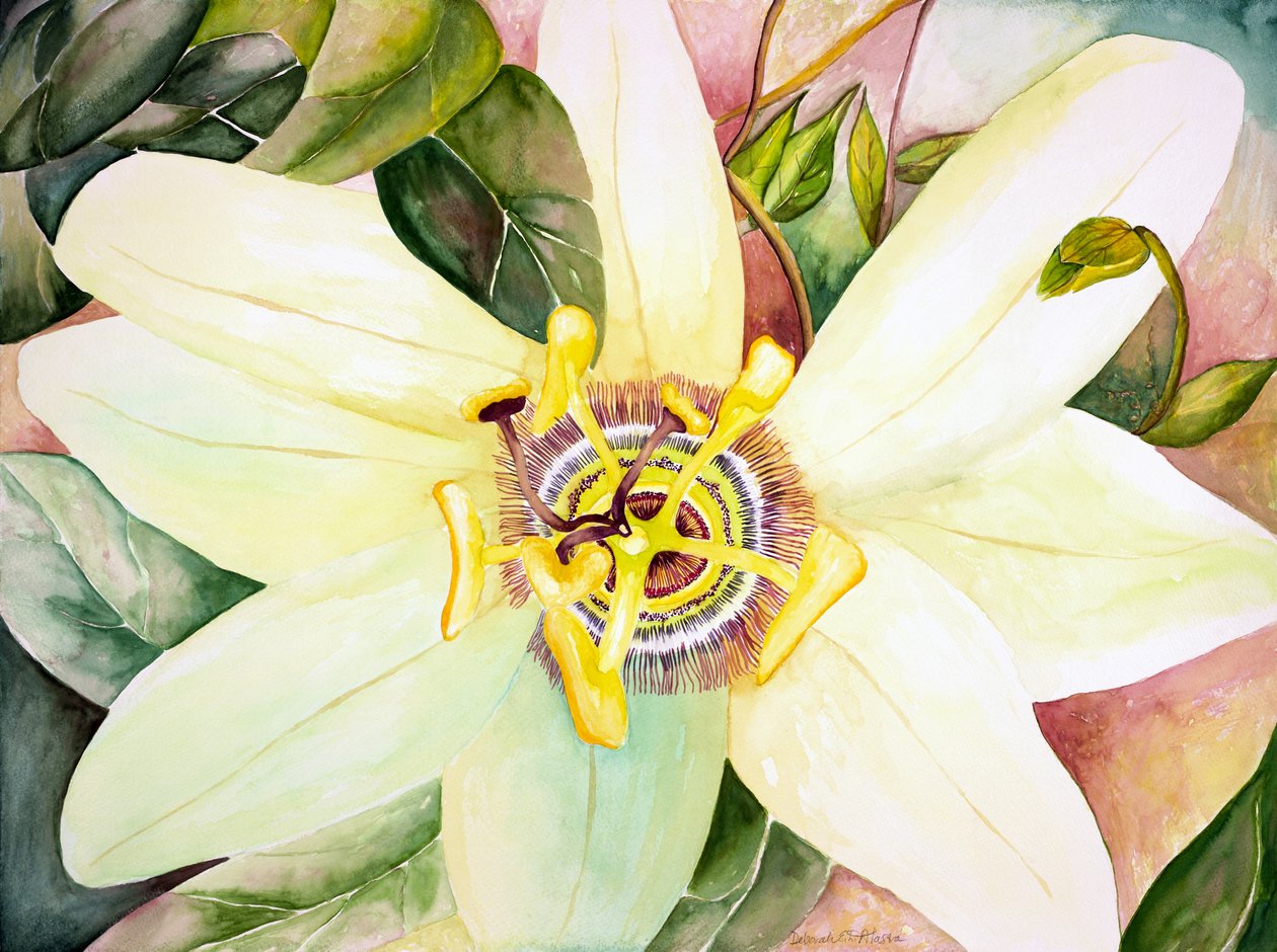 Passiflora, 2007 (acquerello) da Deborah Eve Alastra