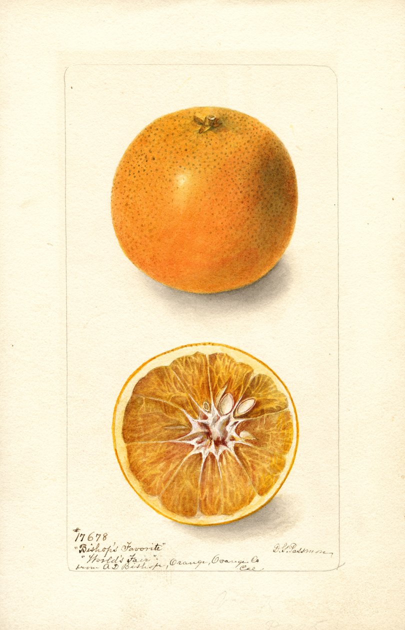 Arance (Citrus sinensis: Bishops Favorite) (acquerello) da Deborah Griscom Passmore