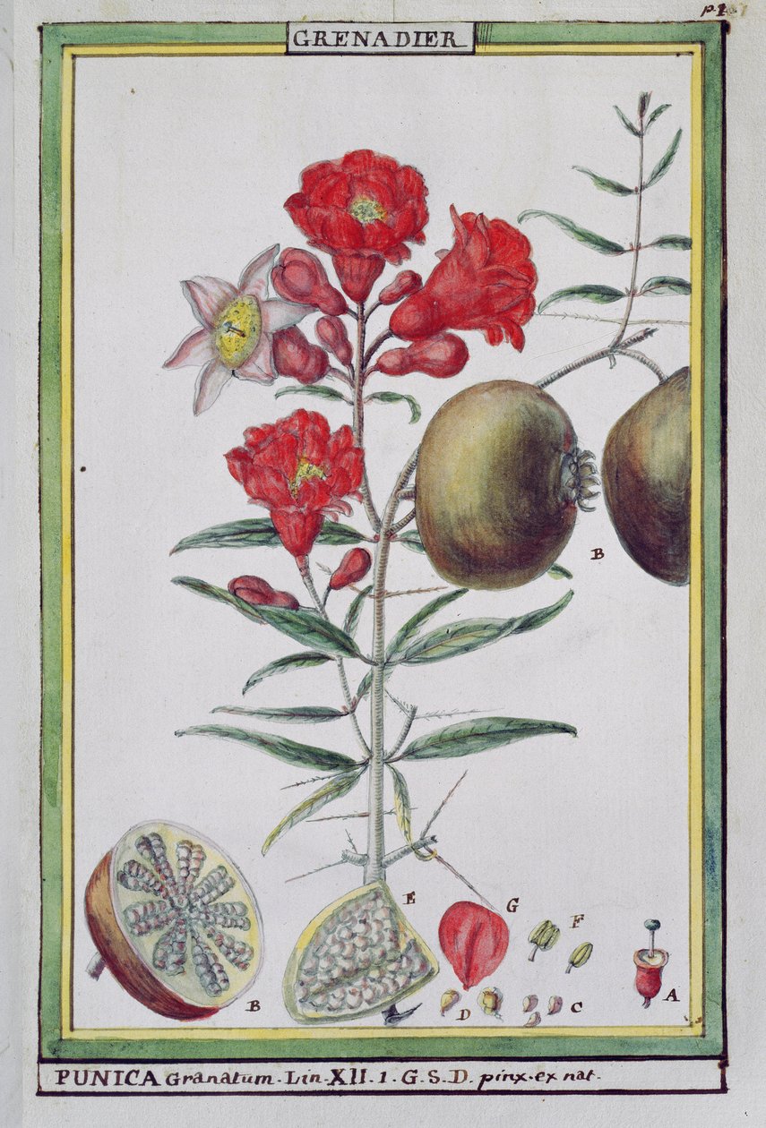 Albero di melograno, da Florindie ou Historie physico-economique des vegetaux de la Torride, 1789 da Delahaye