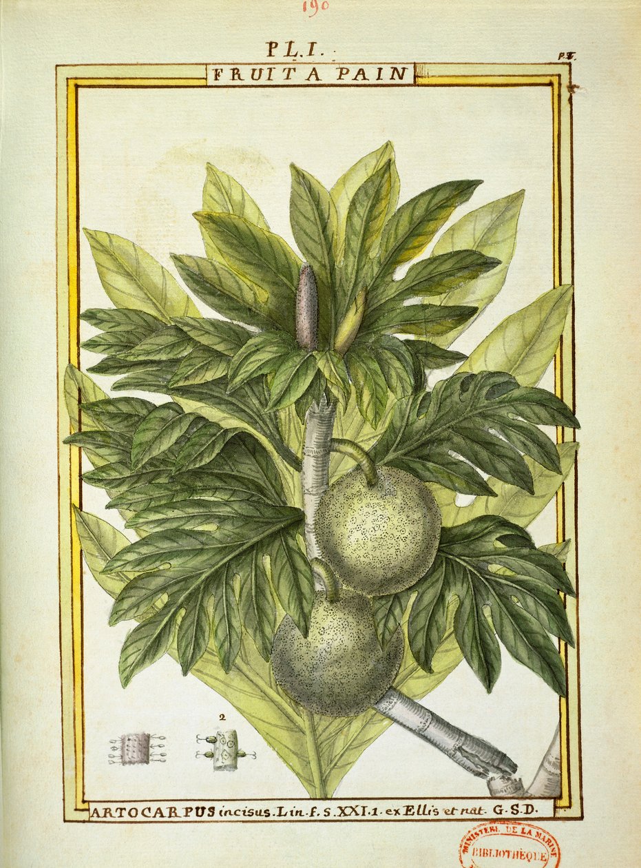 Albero del pane (Artocarpus altilis), acquerello di Delahaye da Delahaye Delahaye