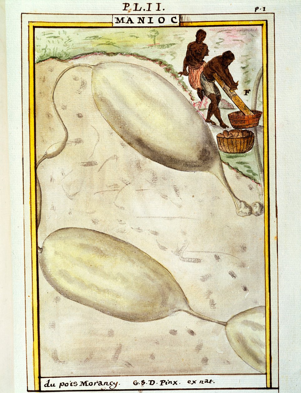 Manioca (Manihot esculenta), acquerello di Delahaye da Delahaye Delahaye