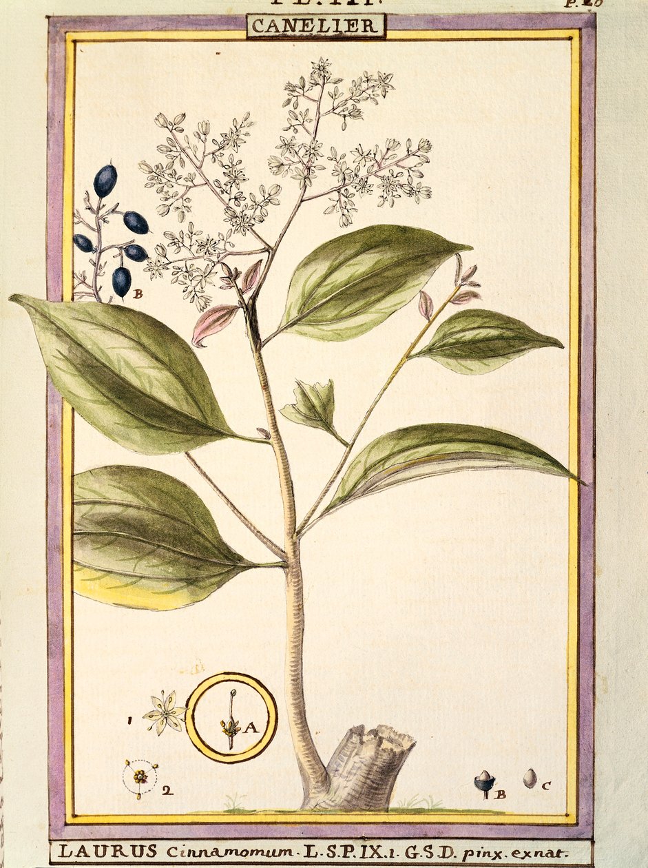 Cannella (Laurus cinnamomum), acquerello di Delahaye da Delahaye Delahaye