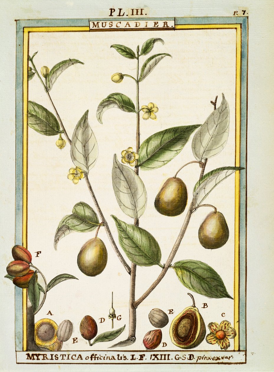 Noce moscata (Myristica fragrans o officinalis), acquerello di Delahaye da Delahaye Delahaye