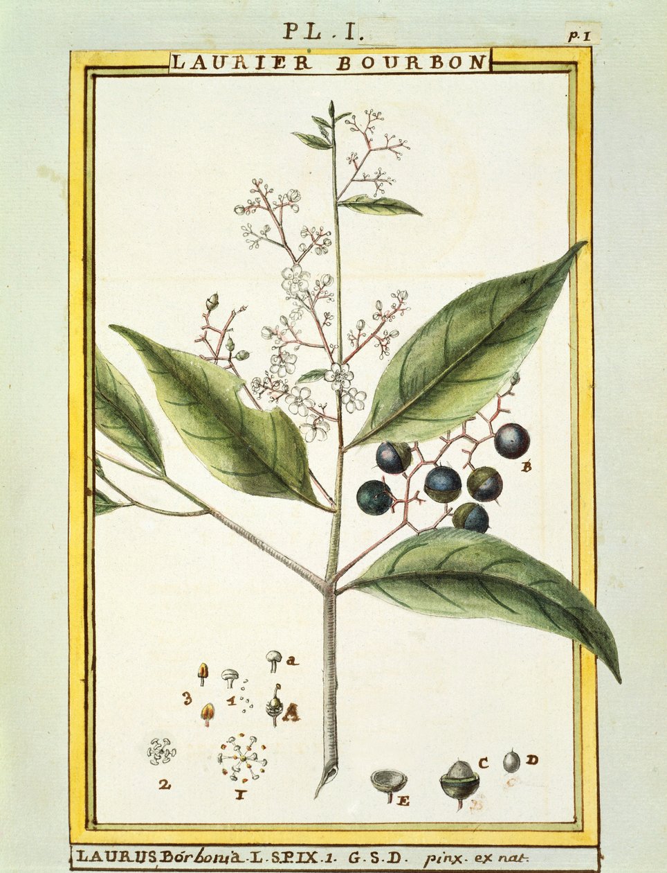 Alloro rosso (Laurus borbonia o Persea carolinensis), acquerello di Delahaye da Delahaye Delahaye