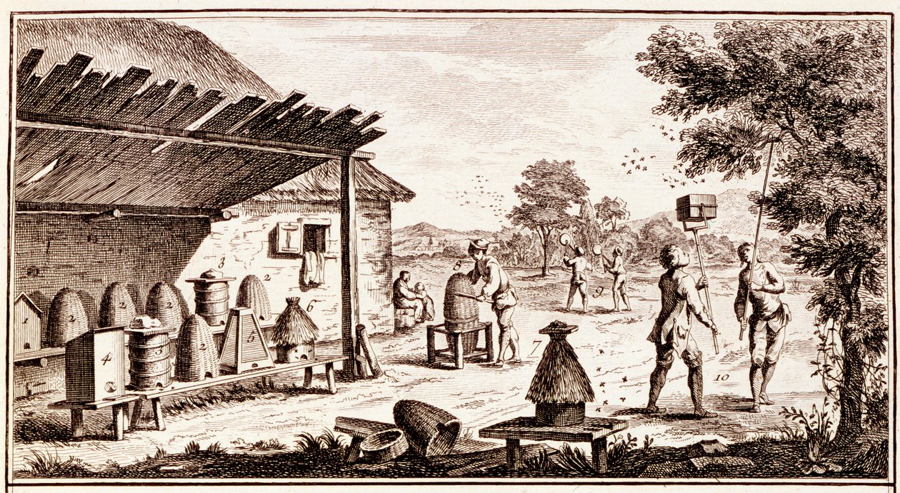 Apicoltura, dal Dizionario delle Scienze, c.1770 da Denis Diderot