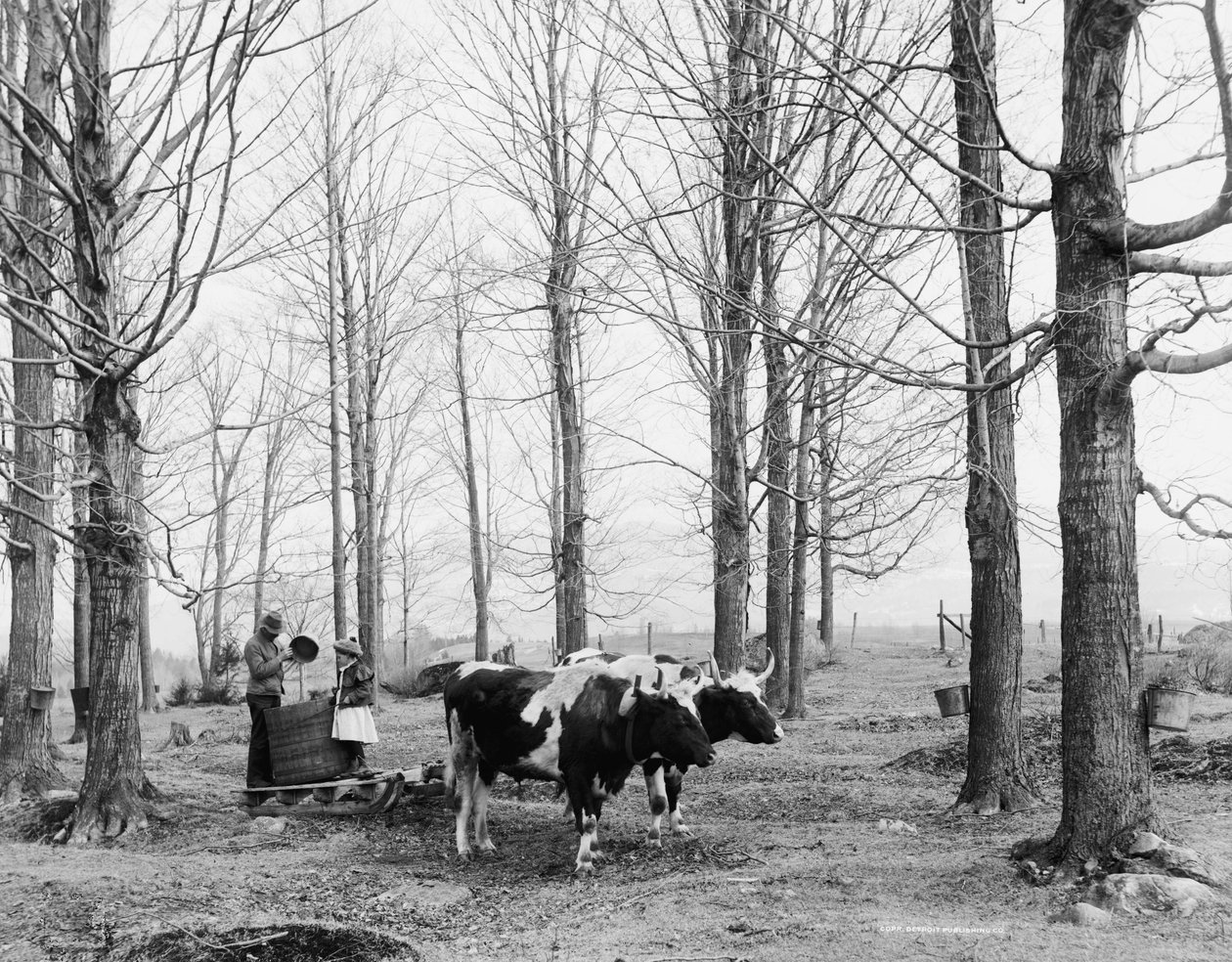 Raccolta della linfa in un campo di zucchero d
