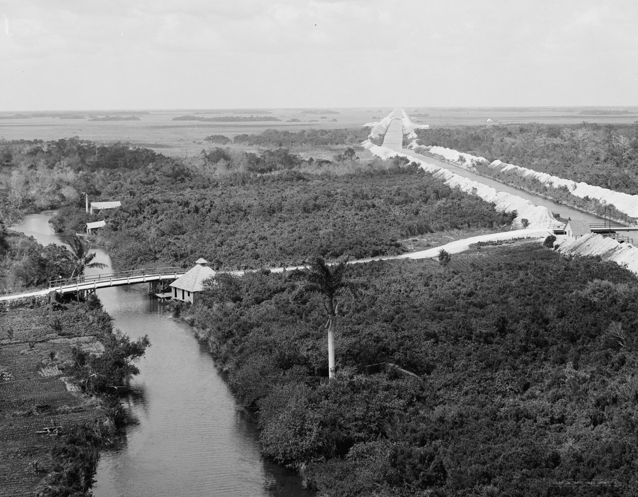 Canale di drenaggio e Everglades, Miami, Florida, c.1910-20 da Detroit Publishing Co.