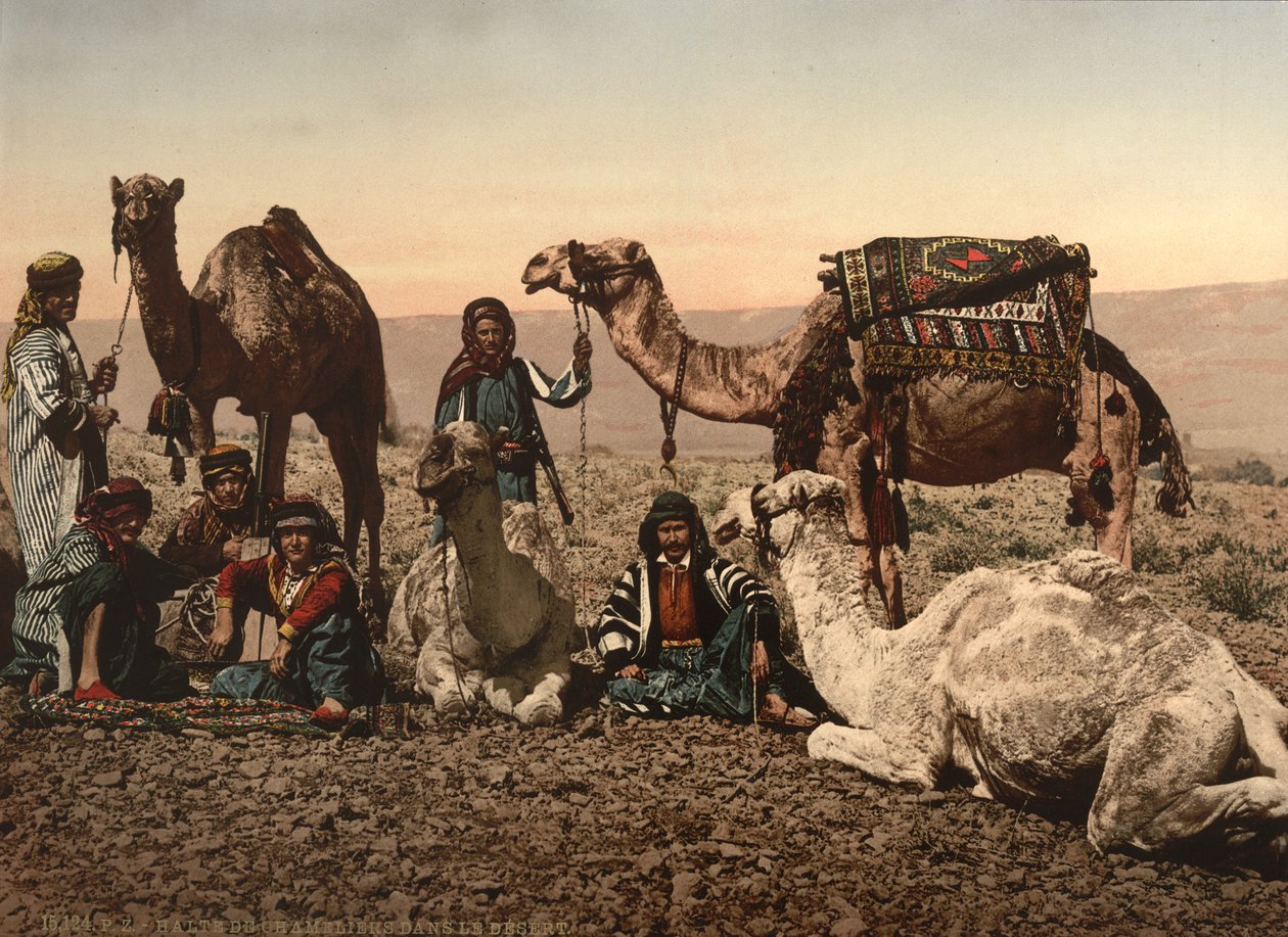 Cammelli che si fermano nel deserto, Terra Santa, c.1890 da Detroit Photographic Co.