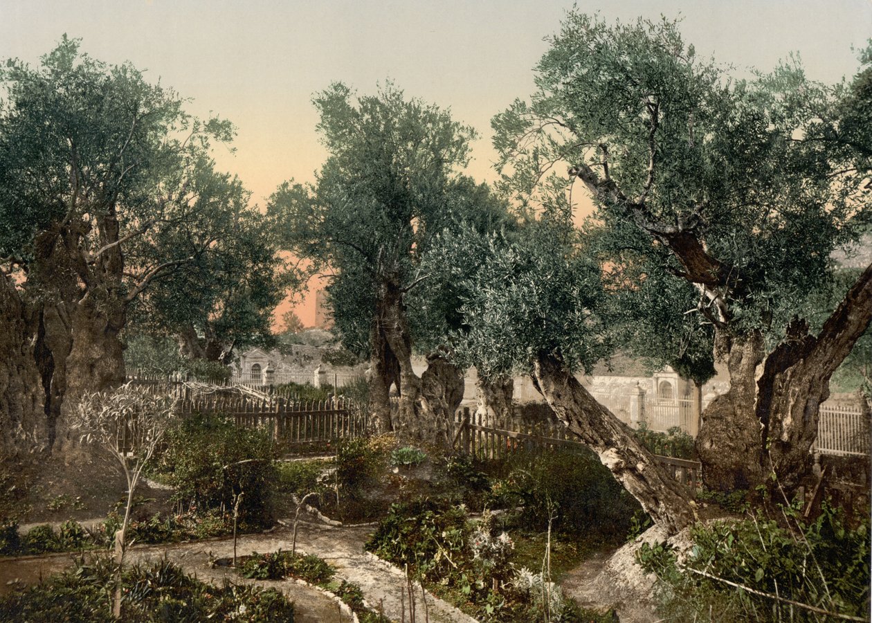 Giardino del Getsemani, Gerusalemme, Terra Santa da Detroit Photographic Co.