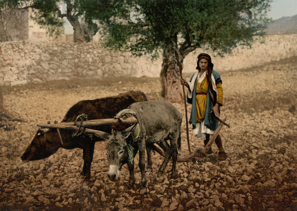 Nativo della Palestina che lavora con un bue e un asino, Terra Santa, c.1890-c.1900 da Detroit Photographic Co.