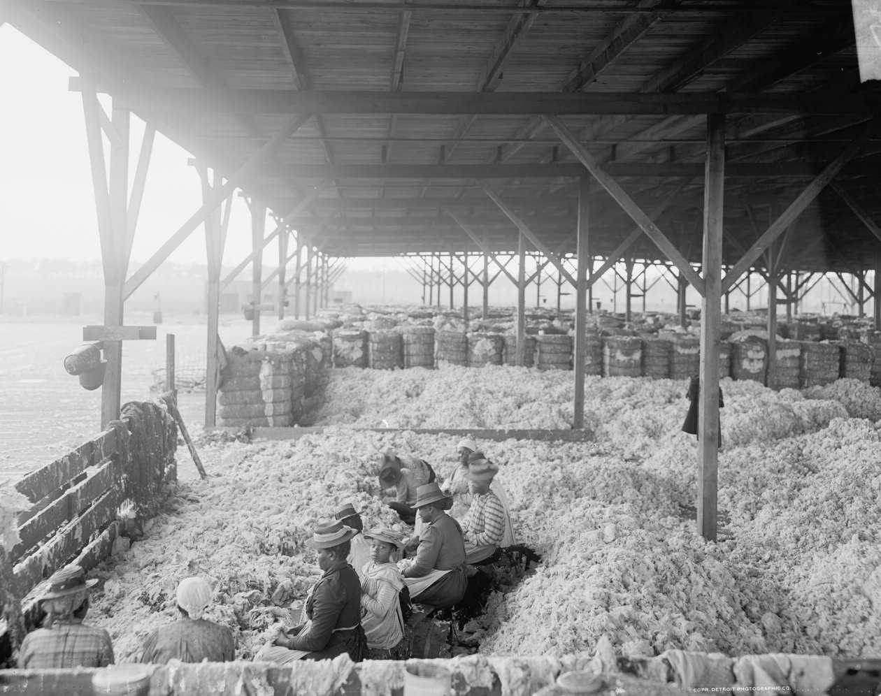 Smistamento del cotone per la Atlantic Cotton Compress Company, Pensacola, Florida da Detroit Publishing Co.