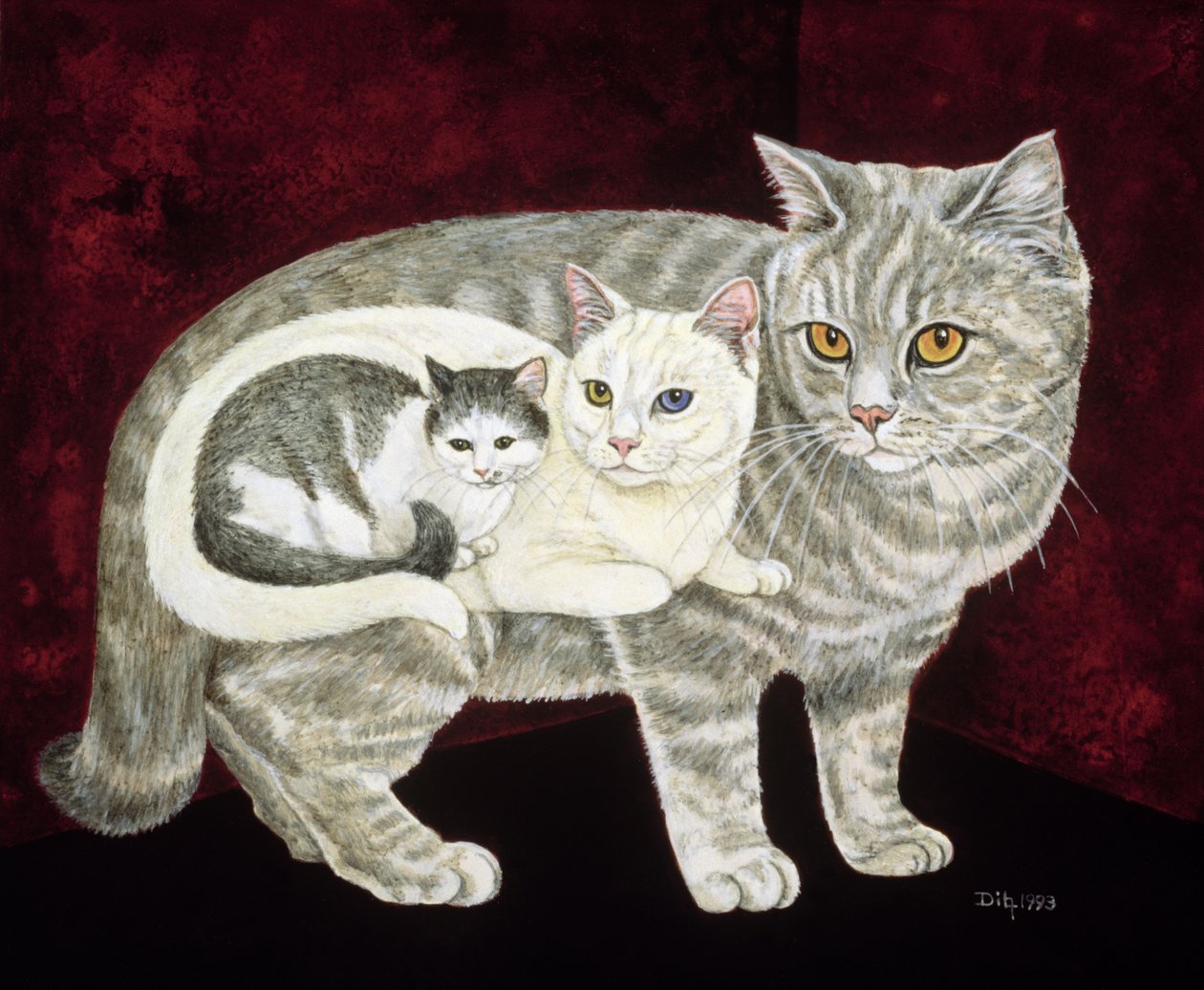Gatto Russo da Ditz