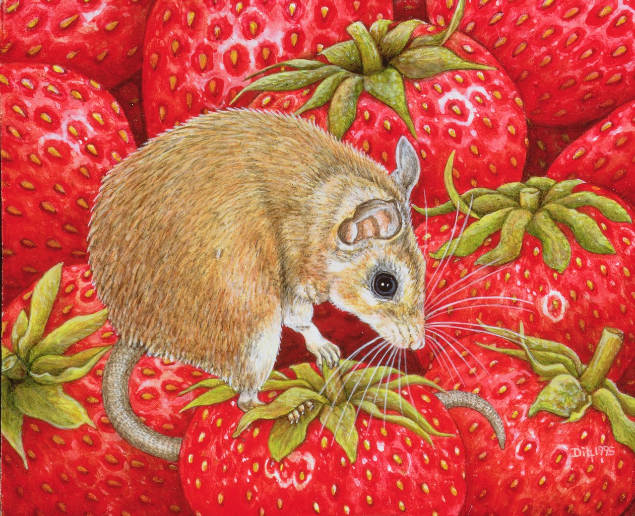 Topo-Fragola, 1995 da Ditz