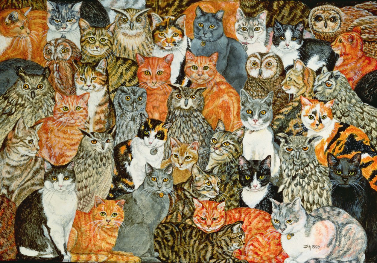 I Gufi e i Gatti da Ditz
