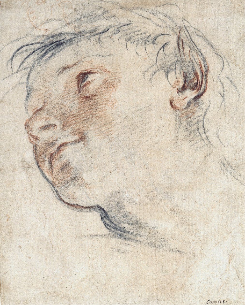 Studio per la testa di un fauno da Domenico Maria Canuti