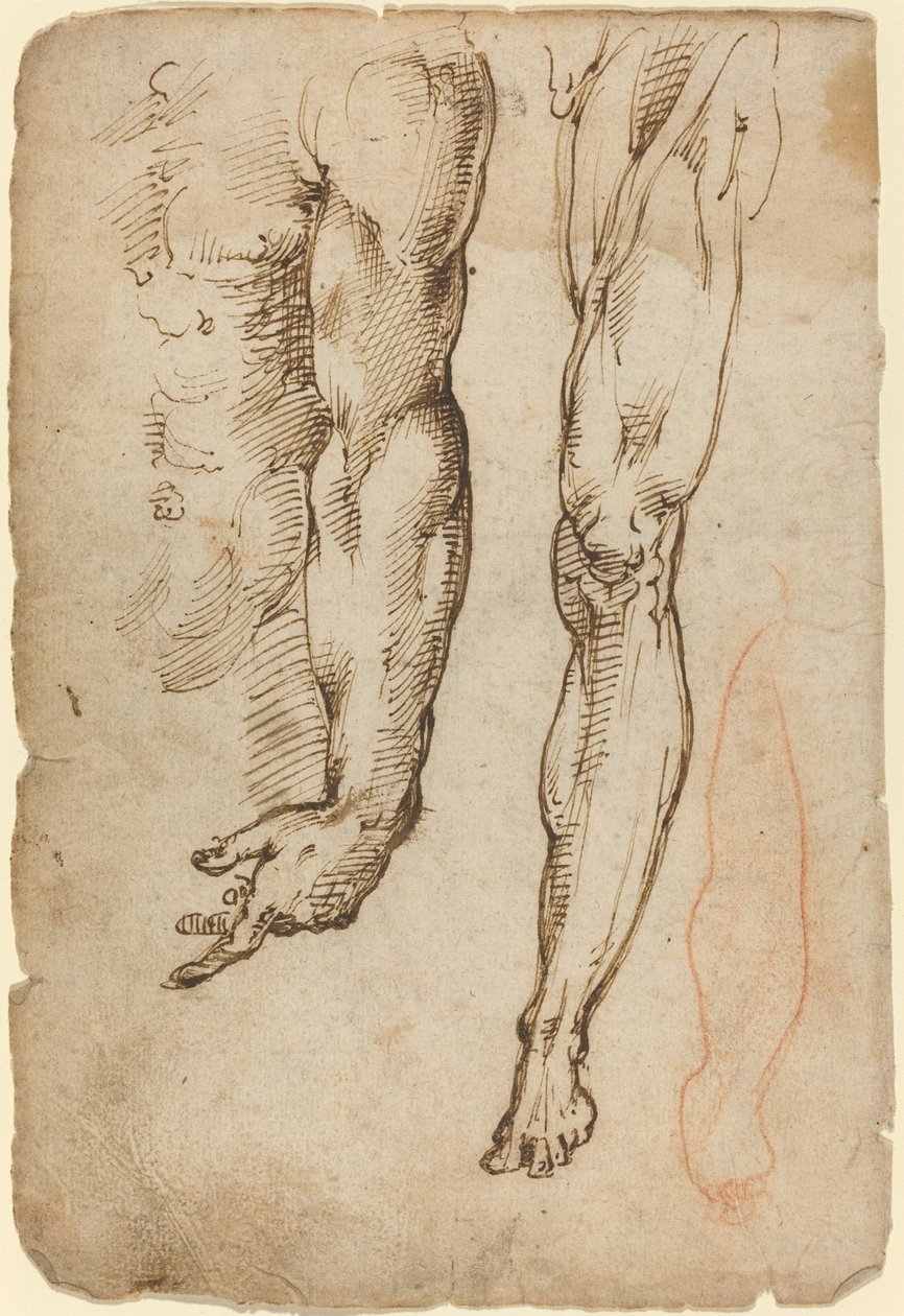 Studi anatomici da Domenico Beccafumi