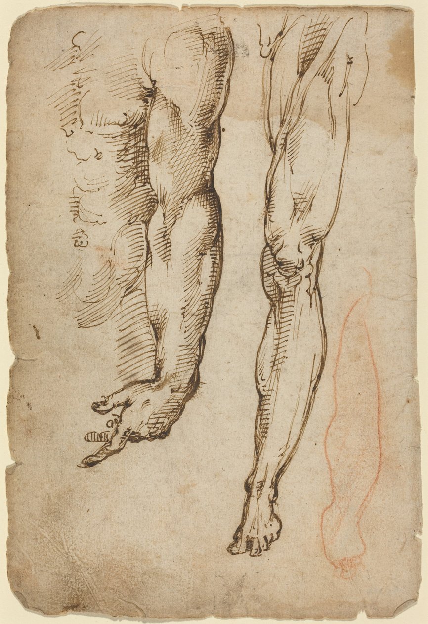 Studi anatomici da Domenico Beccafumi