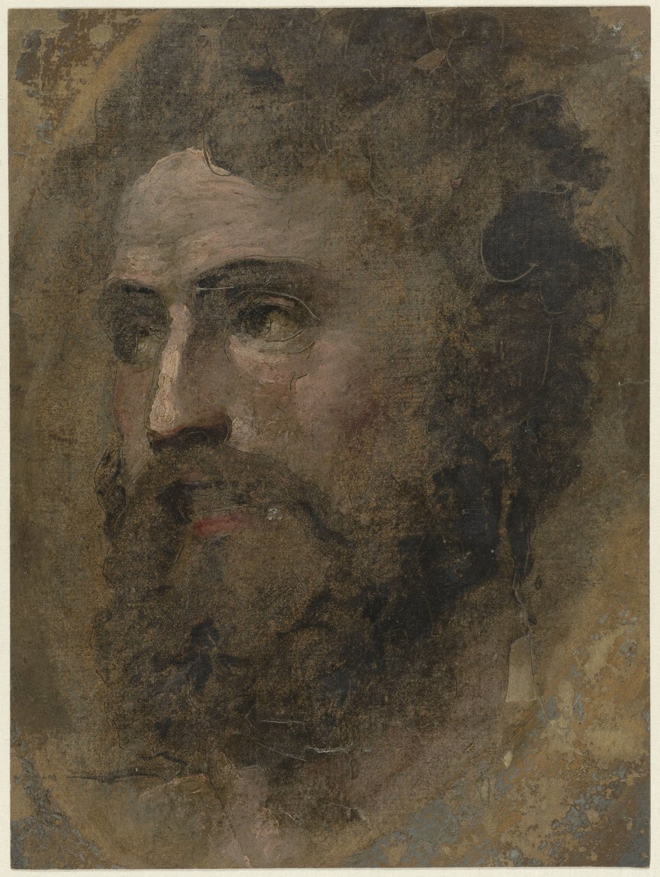 Testa di uomo con capelli ricci, verso sinistra da Domenico Beccafumi