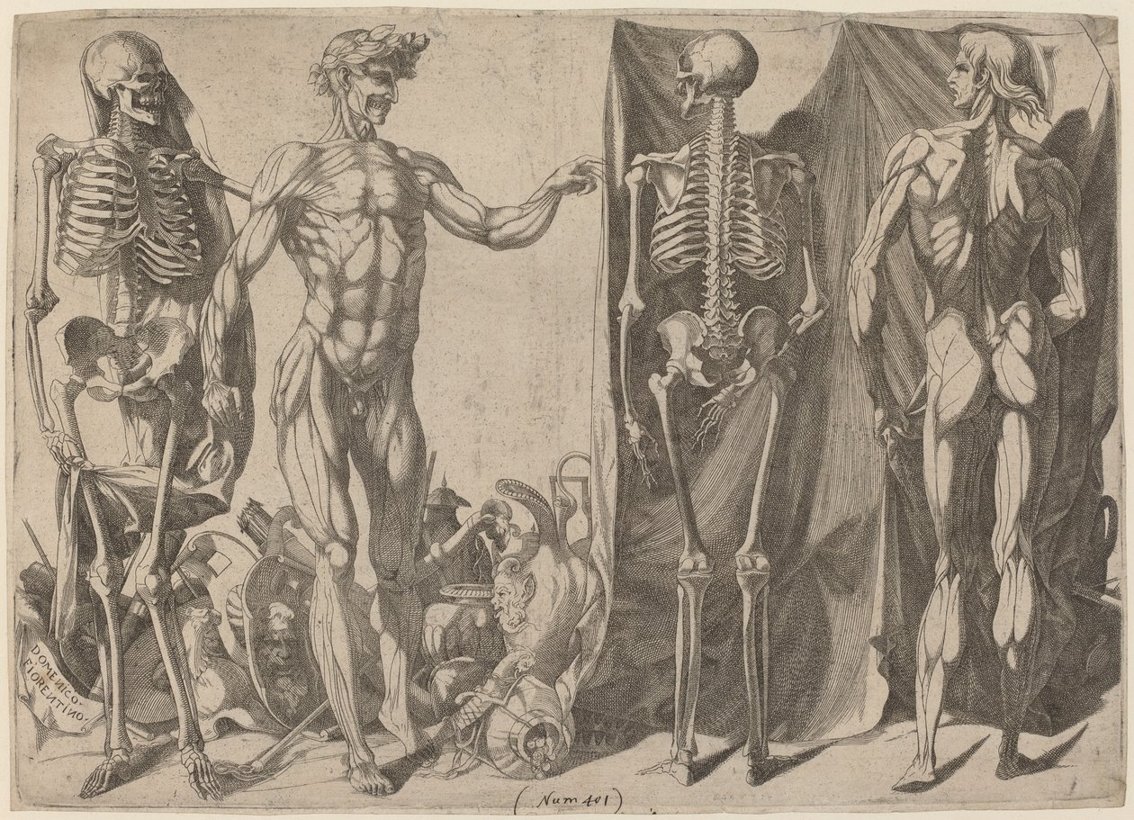 Scheletri e Écorchés da Domenico del Barbiere