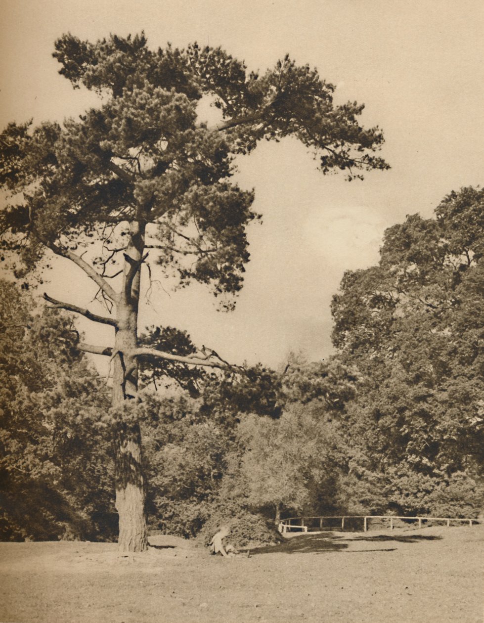 Nella foresta di Hadley, Resto della vecchia foresta reale di caccia di Enfield Chase, c. 1935 da Donald McLeish