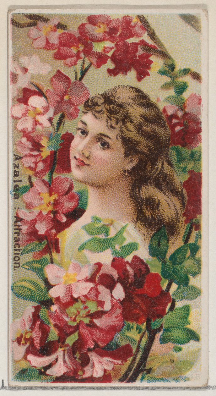 Azalea: Attrazione, dalla serie Bellezze floreali e linguaggio dei fiori N75 per Duke..., 1892 da Donaldson Brothers