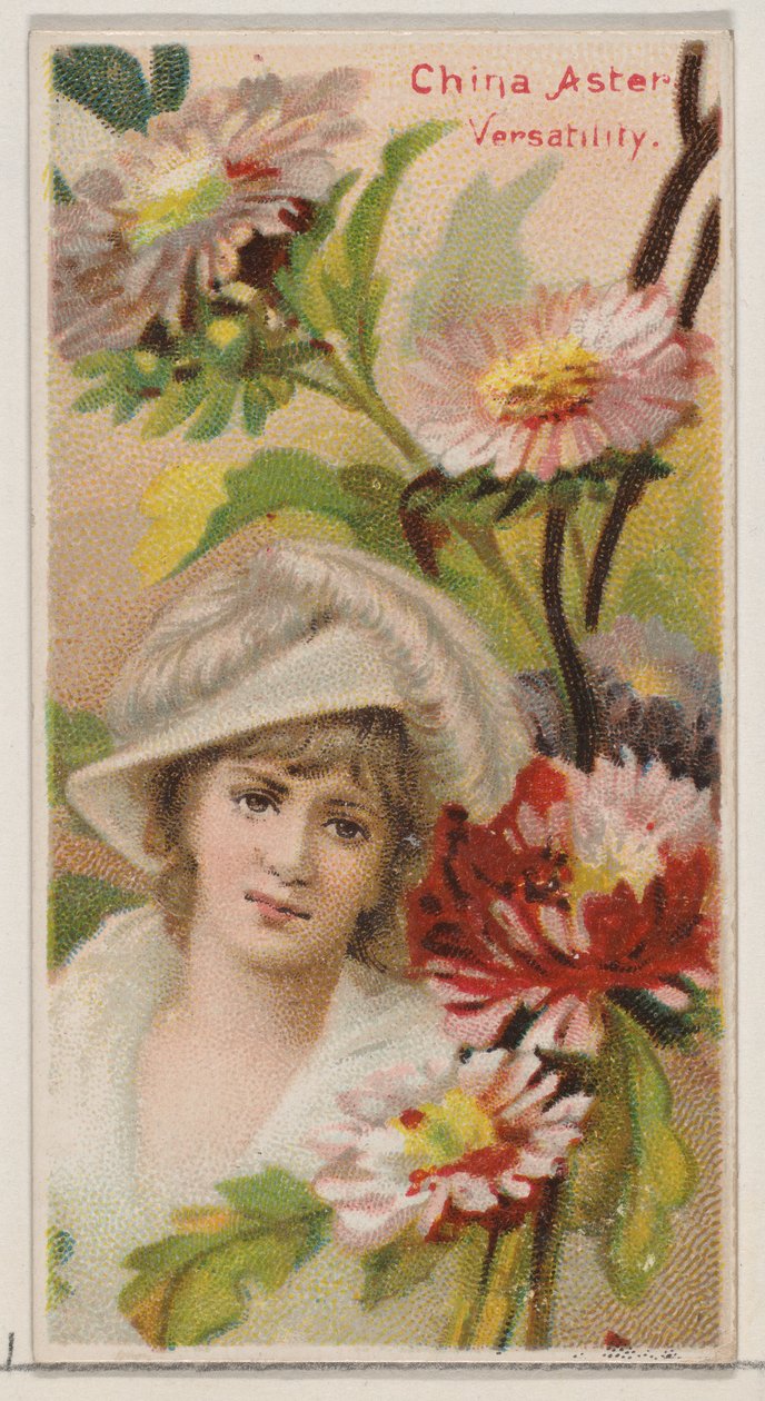 Aster della Cina: Versatilità, dalla serie Bellezze Floreali e Linguaggio dei Fiori N75, 1892 da Donaldson Brothers